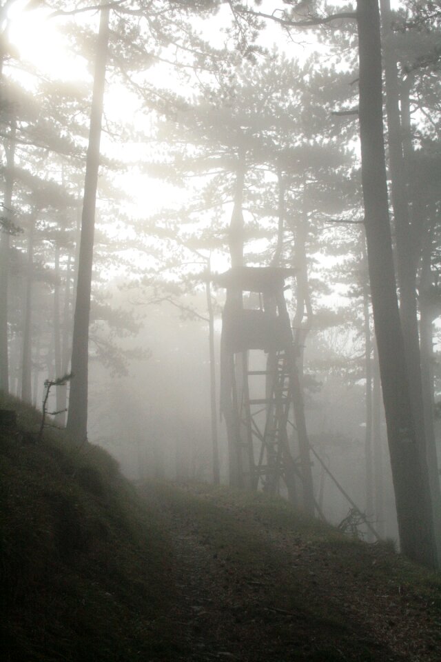 Hunting seat fog autumn mood