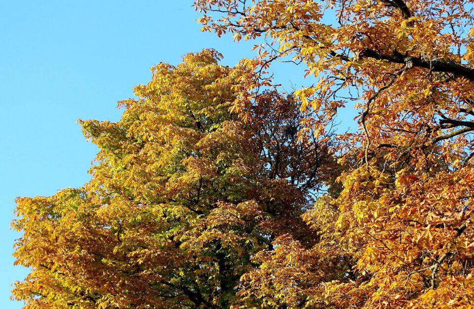 Golden autumn fall color leaves