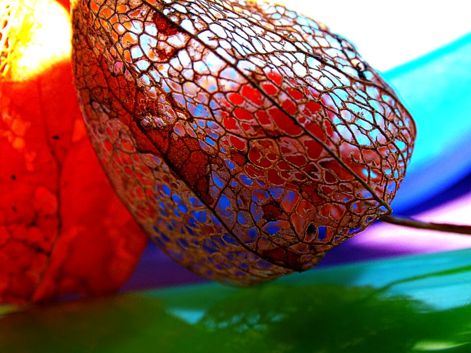 Colors nature cage