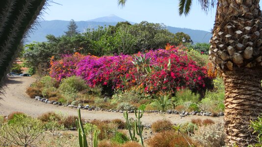 Teide flowers canary islands photo