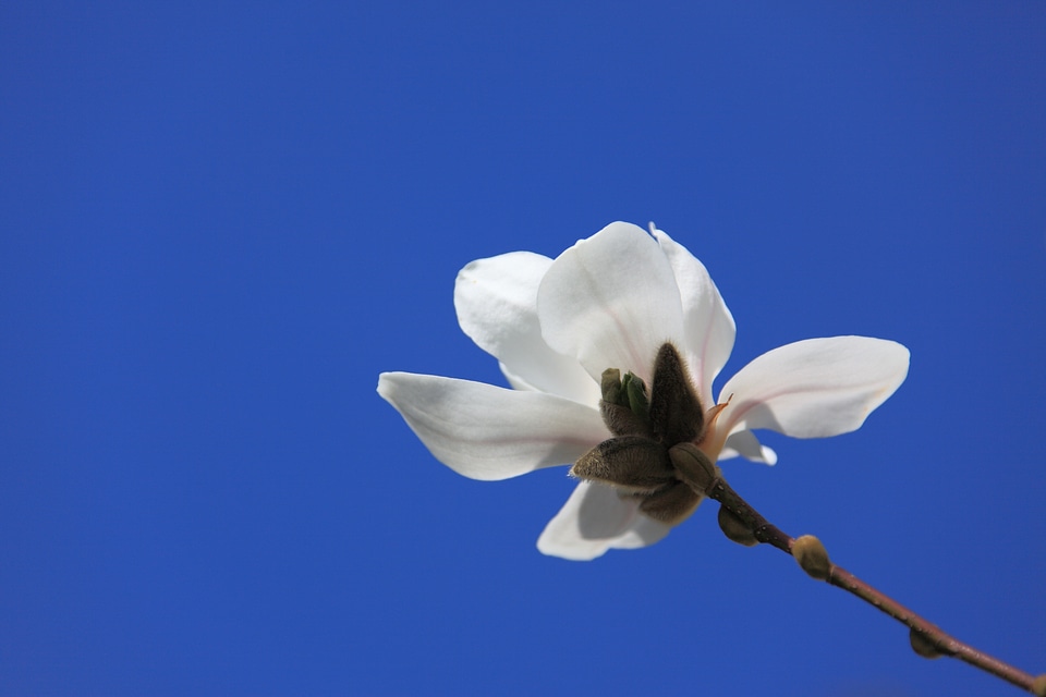 Blossom bud detail