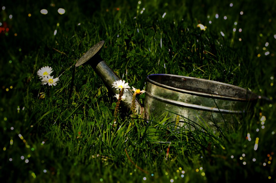 Daisies nature flower