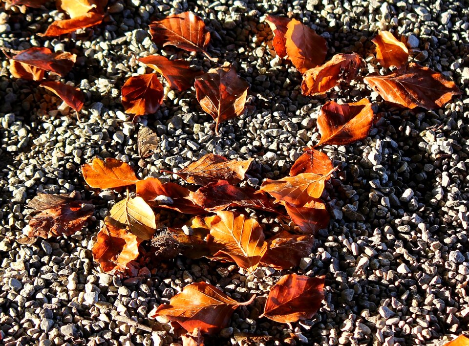 Autumn golden autumn pebbles