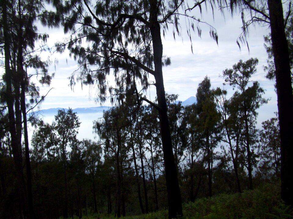 Mount the tree indonesian