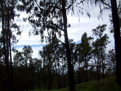 Mount the tree indonesian