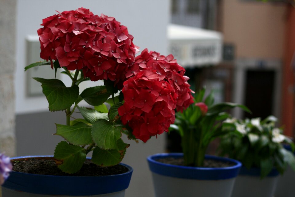 Plant blossom petal