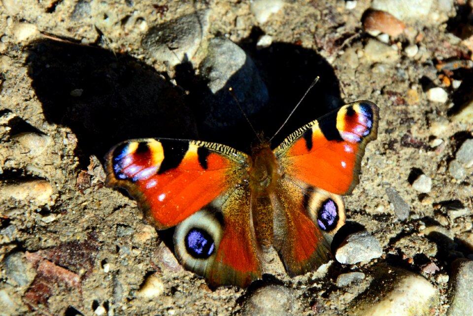 Insect close up peacock photo