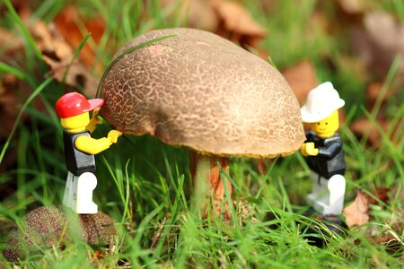 Gardener miniature world mushroom