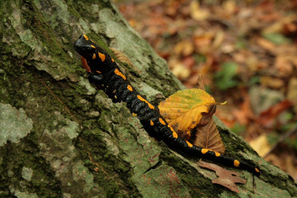 Black amphibian spotted