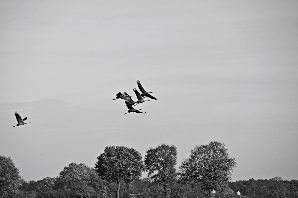 Cranes autumn bird flight