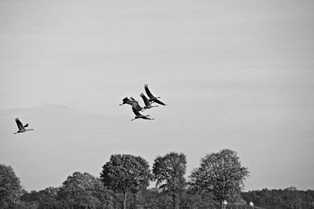 Cranes autumn bird flight