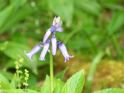 Blue bell spring