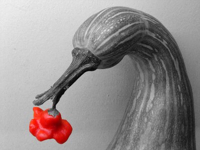 Pumpkin swan pepper