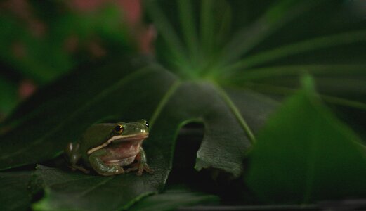 Toad water amphibian photo