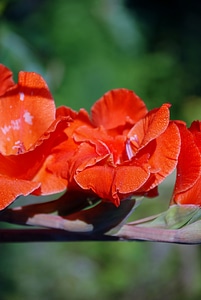 Anemones leaf nature