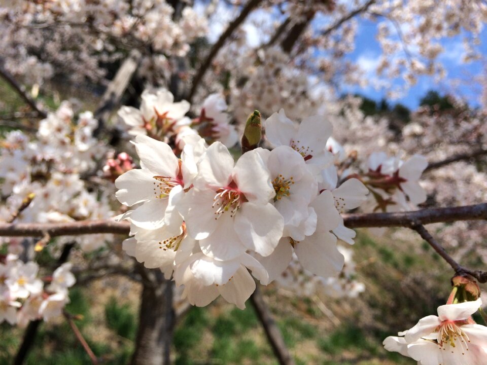Sakura nature japanese cherry