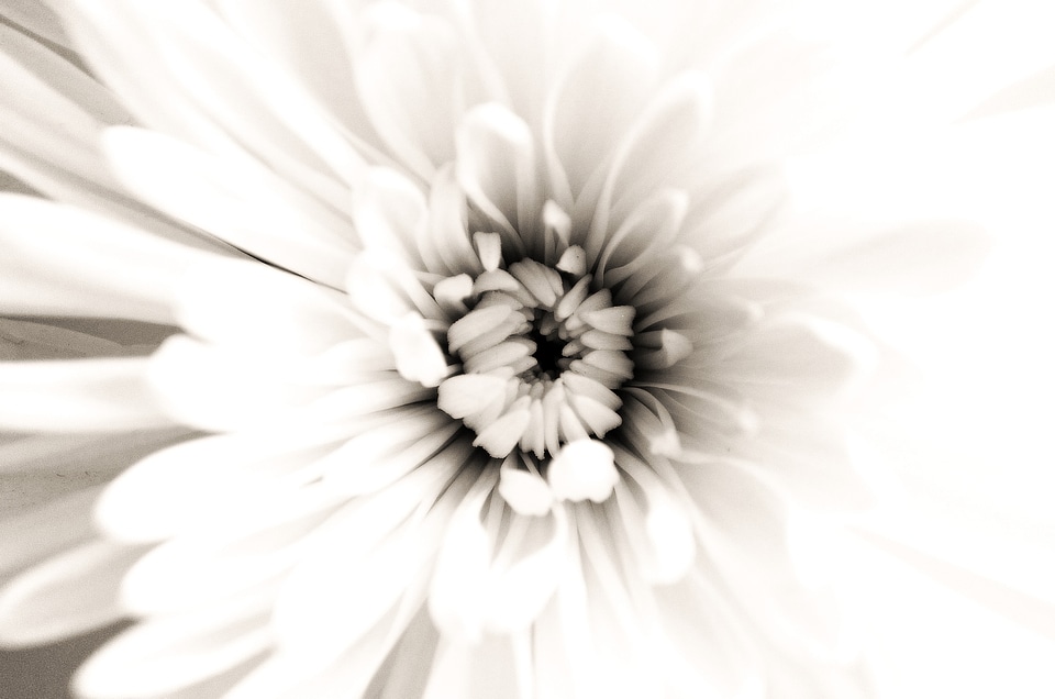 Nature macro background