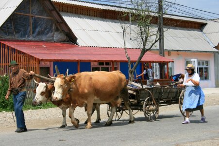 Romania oxen charette photo