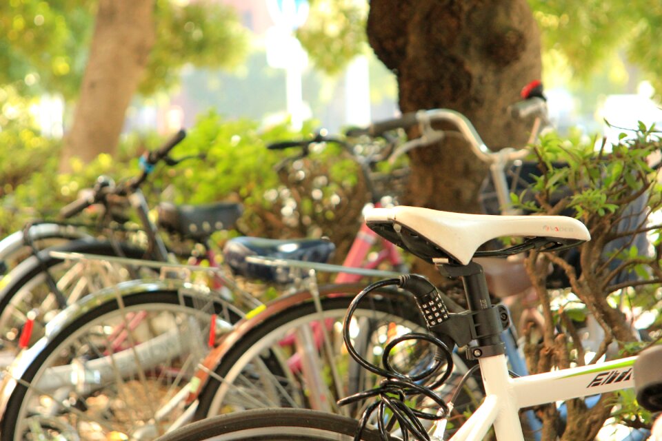 Bike cbd wood