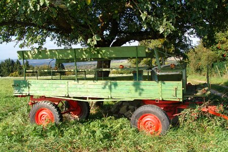 Nature tree rural