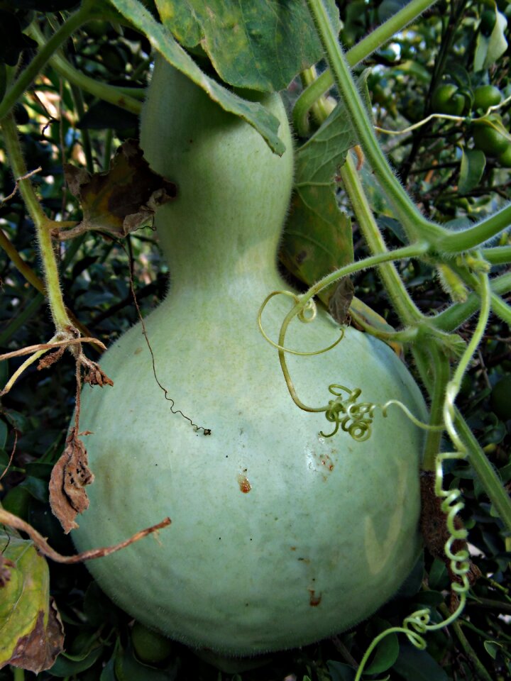 Macro nature fruit