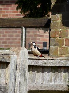 Wildlife ornithology perched