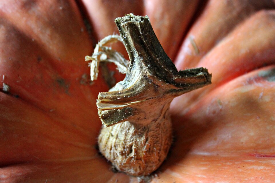 Nature vegetable fruit