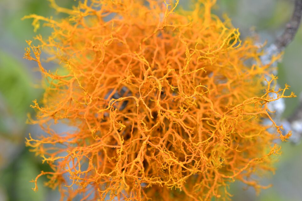 Yellow colombia plant