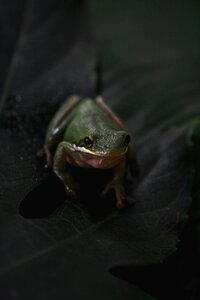 Toad water amphibian photo