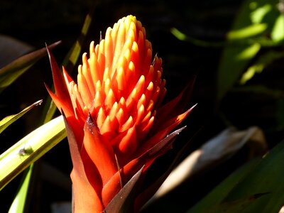 Tropics exotic rainforest