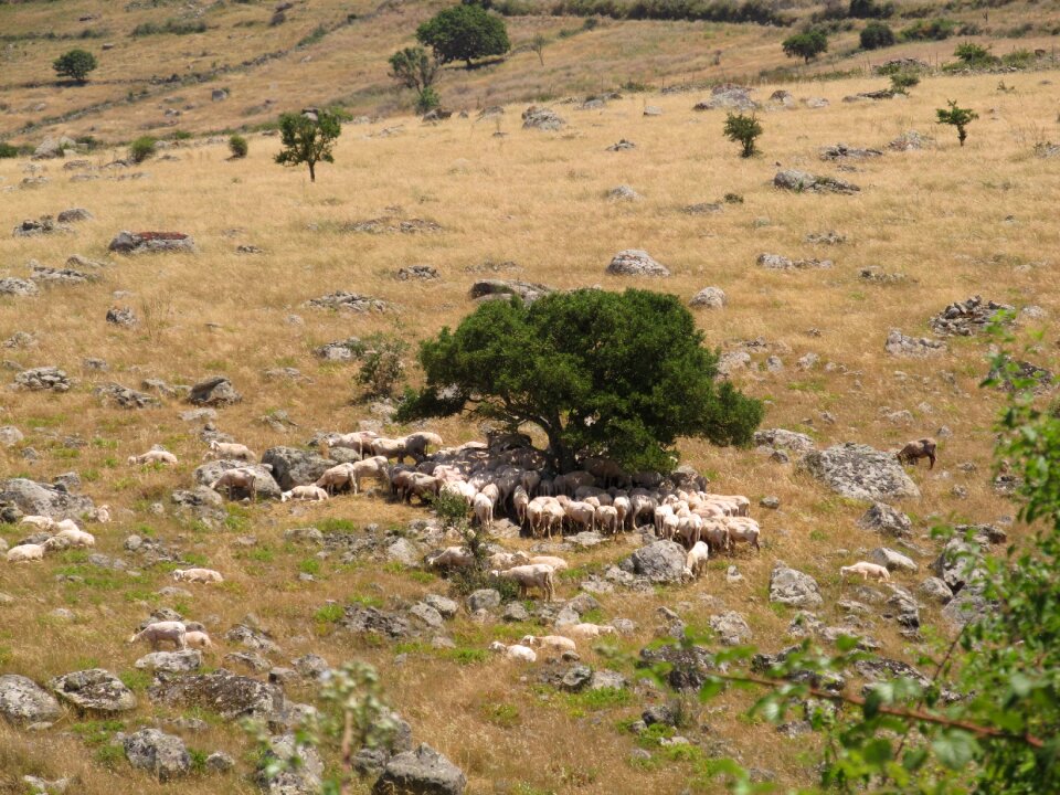 Flock landscape animals