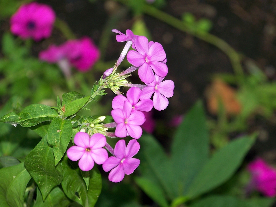 Phlox paniculata purple flower flower