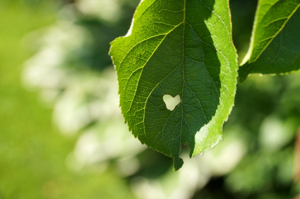 Green nature eaten on