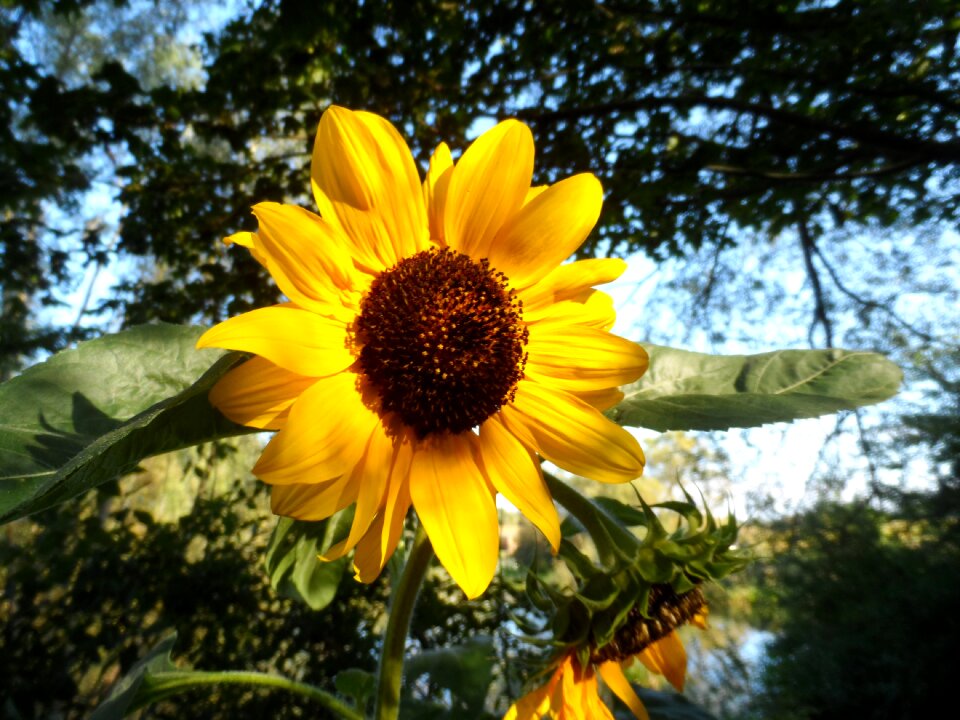 Sunflower yellow late summer flower