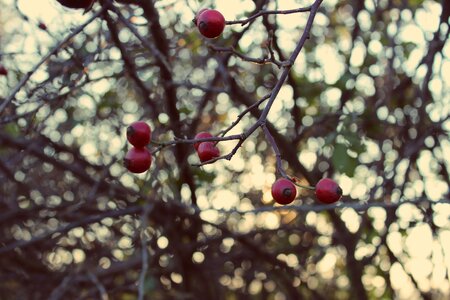Hip health vitamin