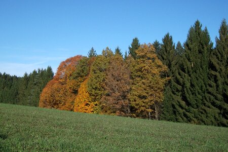 Trees landscape autumn forest photo