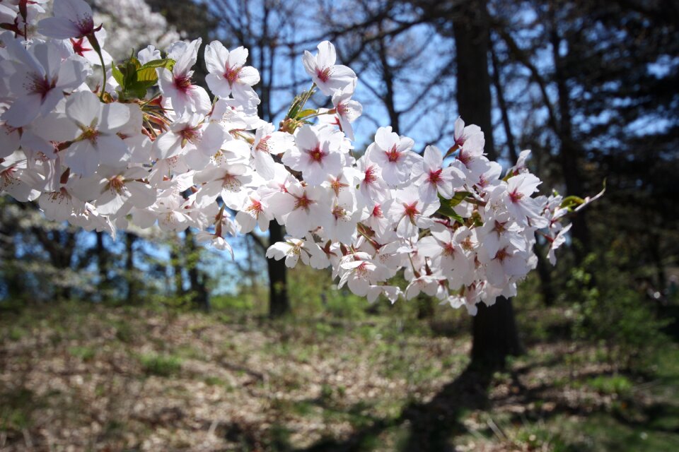 Blossom flowers japanese