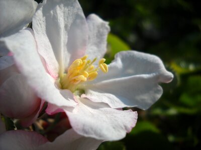 Apple tree apple tree blossom blossomed
