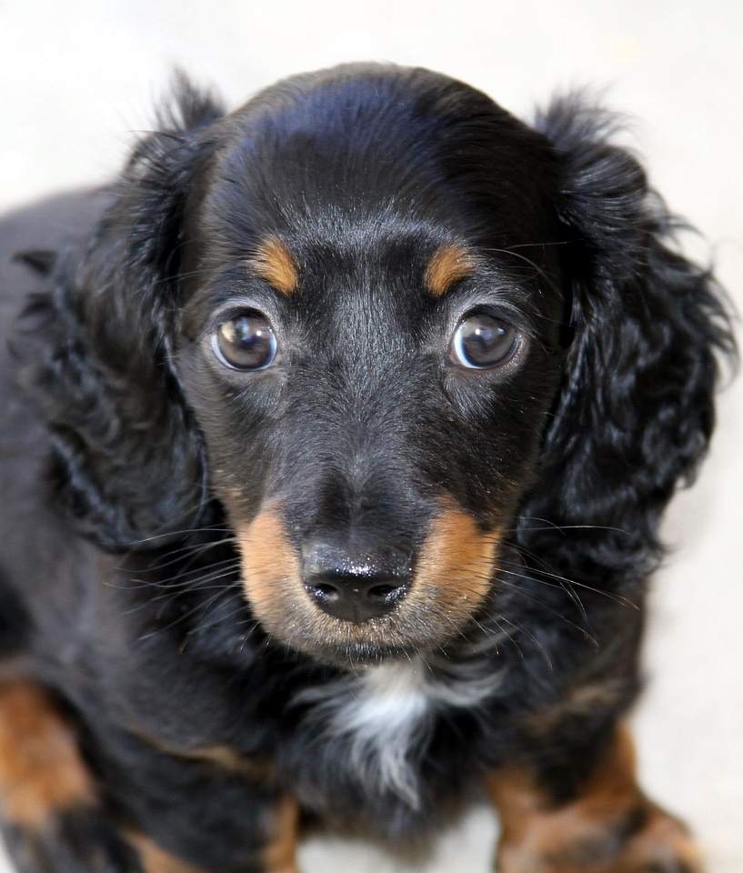 Long hair pet canine