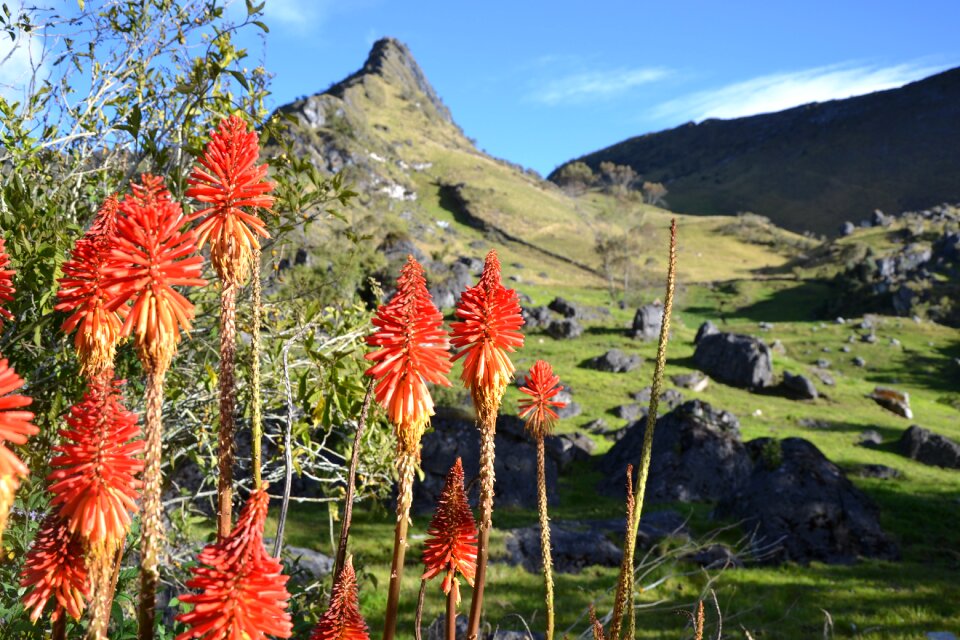 Hiking trekking flowers