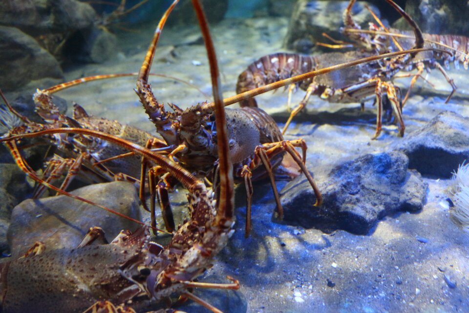 Seafood shellfish aquatic