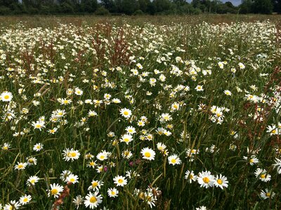 Oxeye daisies ox-eye daisies common daisies