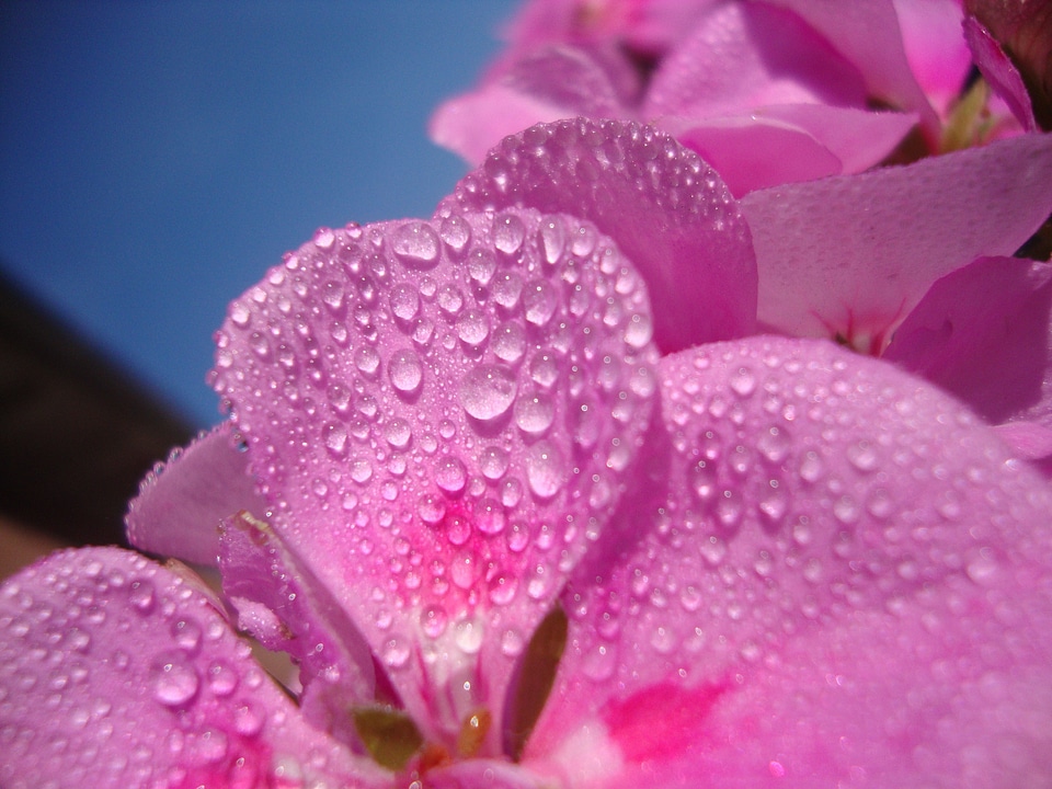 Flower water out