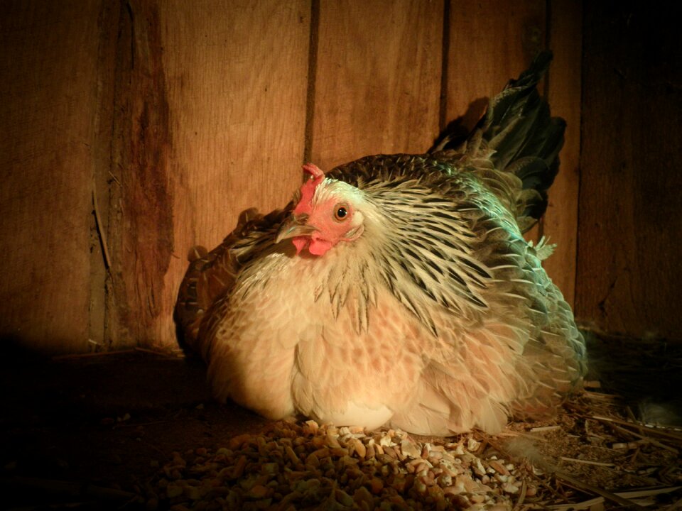 Agriculture poultry egg