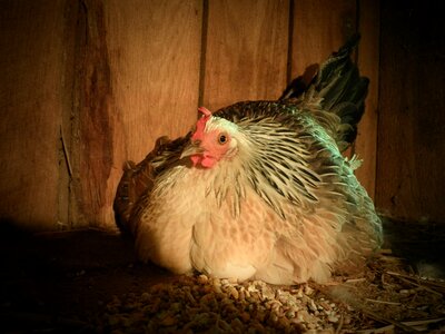 Agriculture poultry egg photo