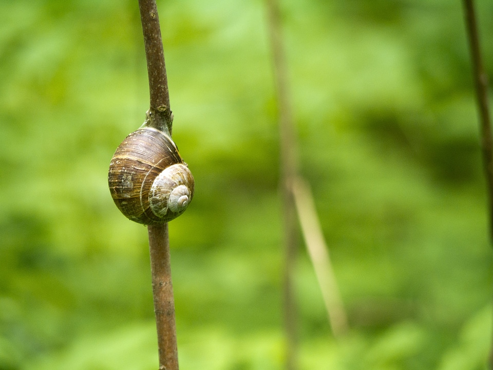 Snail branch Free photos