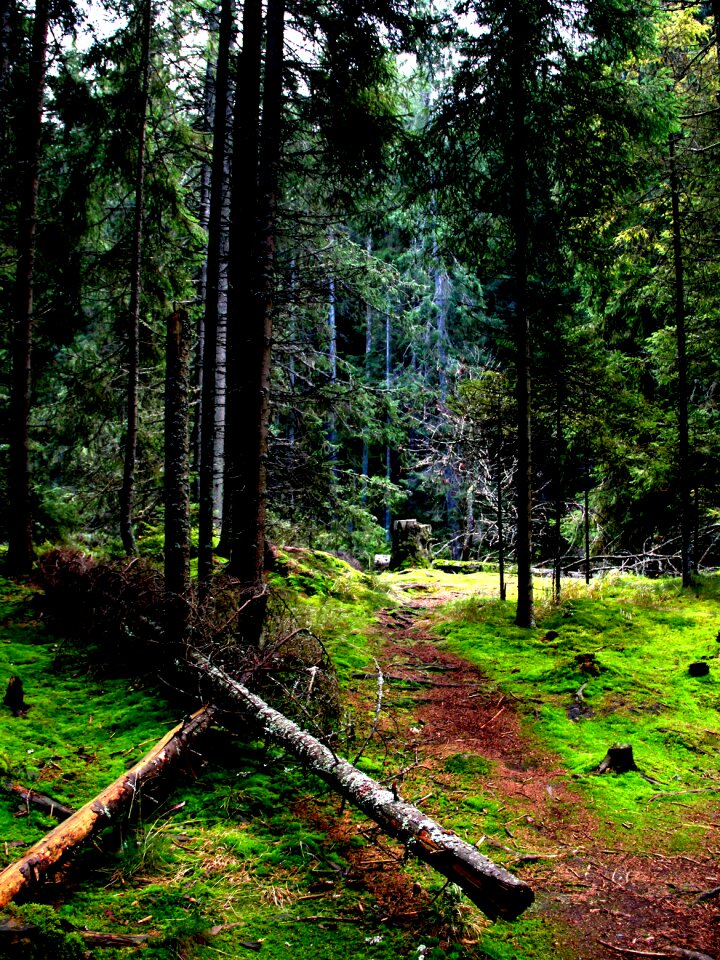 Trees forests light