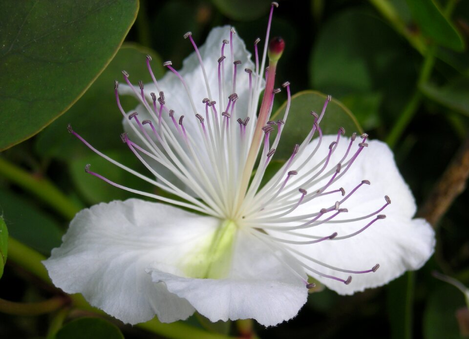 Flower white kaper