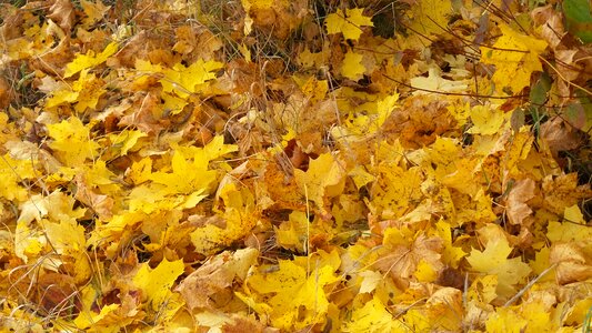 Forest floor color fall foliage