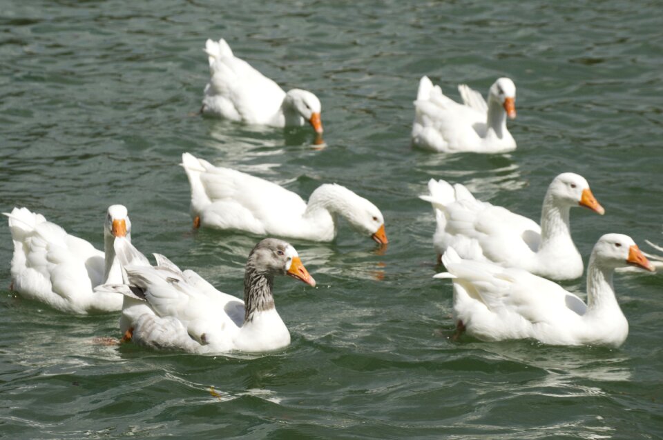 Bird wildlife goose